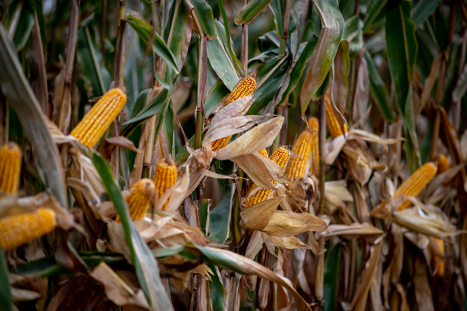 Mature corn ears showing crop response in the field