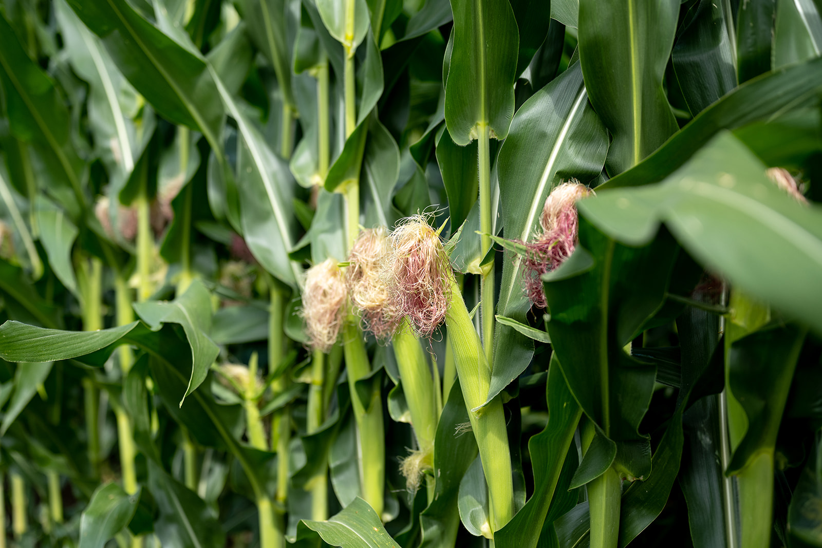 Healthy green corn plants with silk