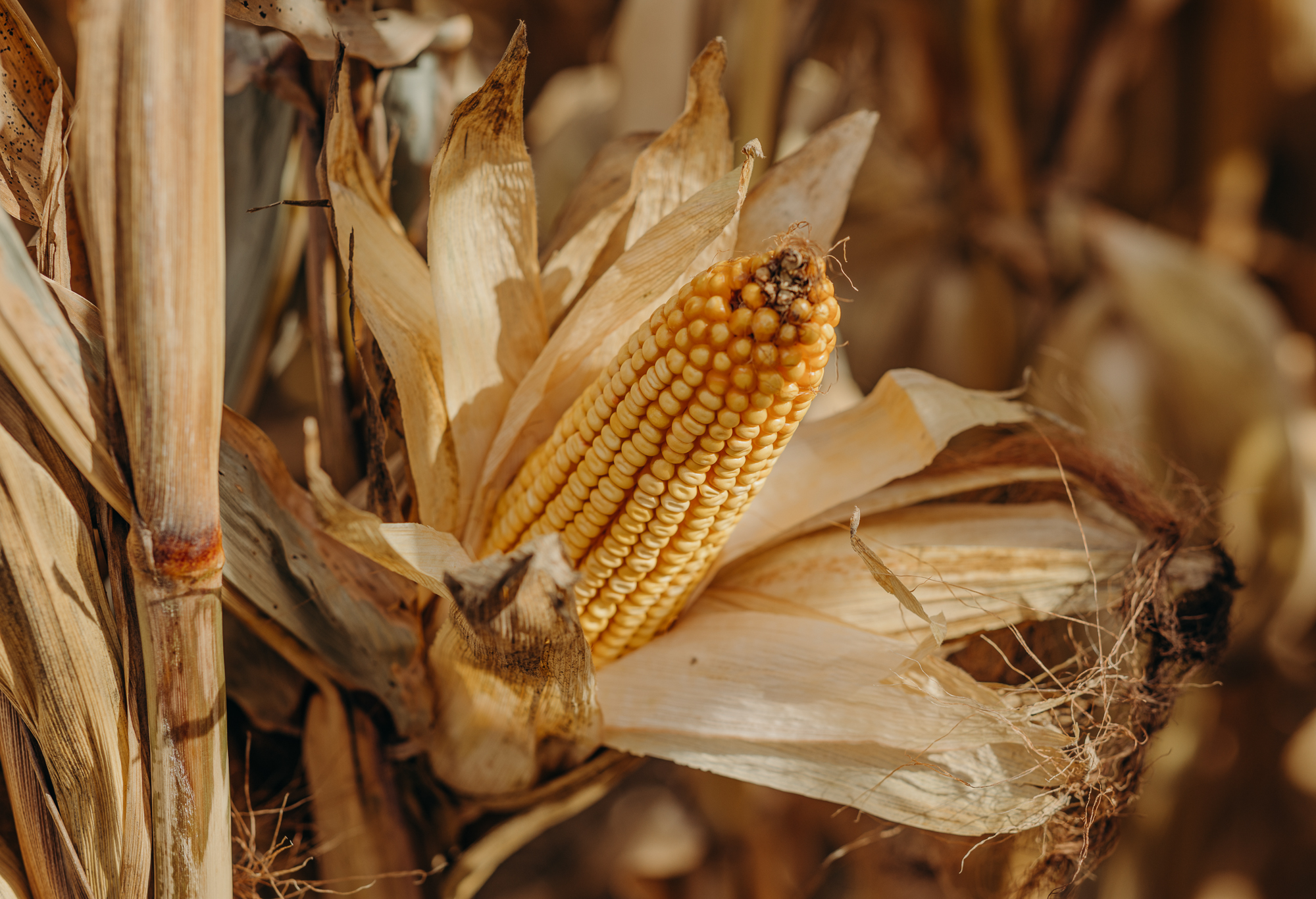 Mature corn ear in dry husks