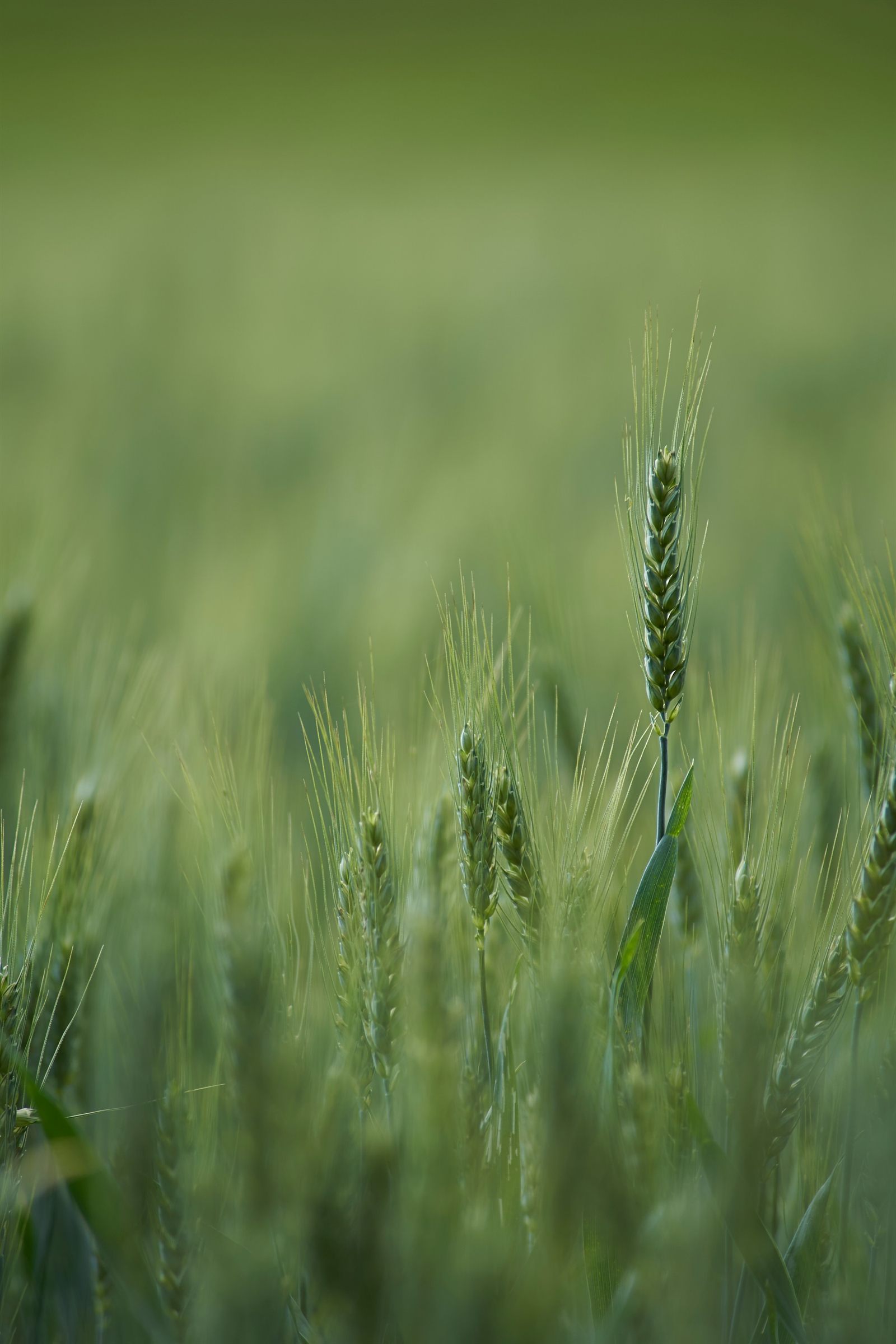 Green cover crop heads in a field