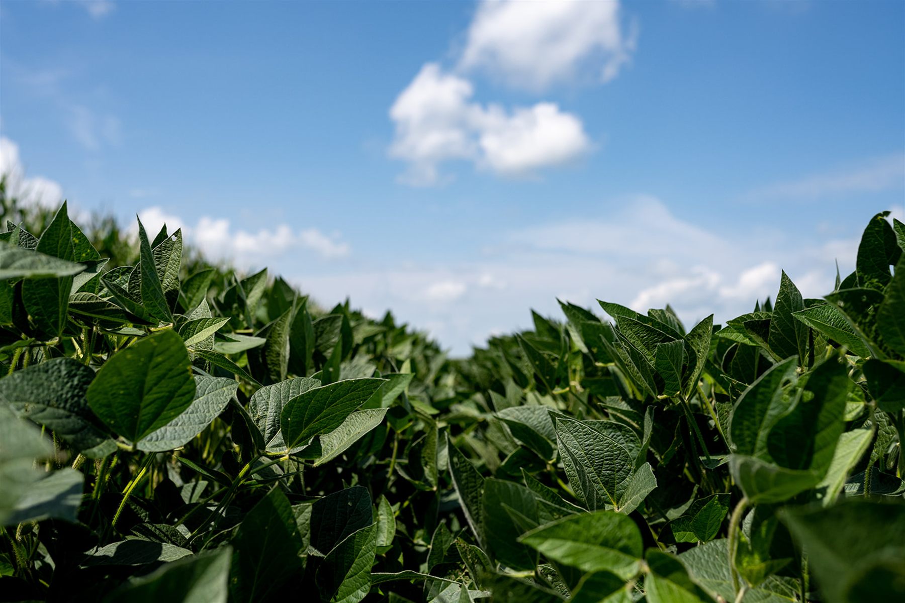 Soybean field under a blue sky