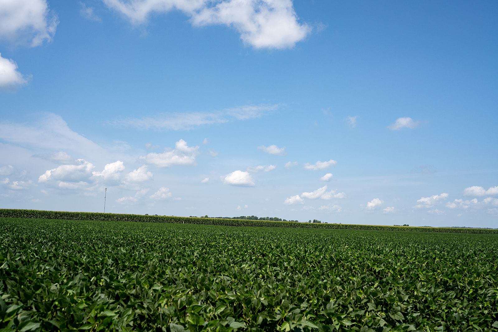 Soybean field beneath blue sky